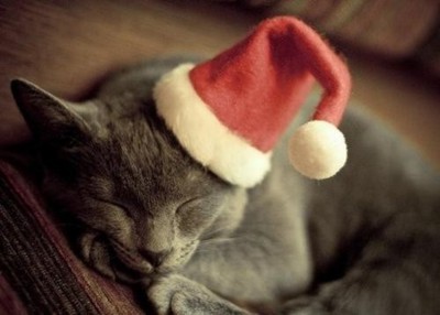 adorable-cat-christmas-cute-kitten-Favim.com-176974 adorable-cat-christmas-cute-kitten-Favim.com-176974