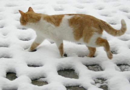 cat-snow cat-snow